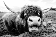 Kuh4_5070-Kopie