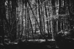 MJ8A5349bw